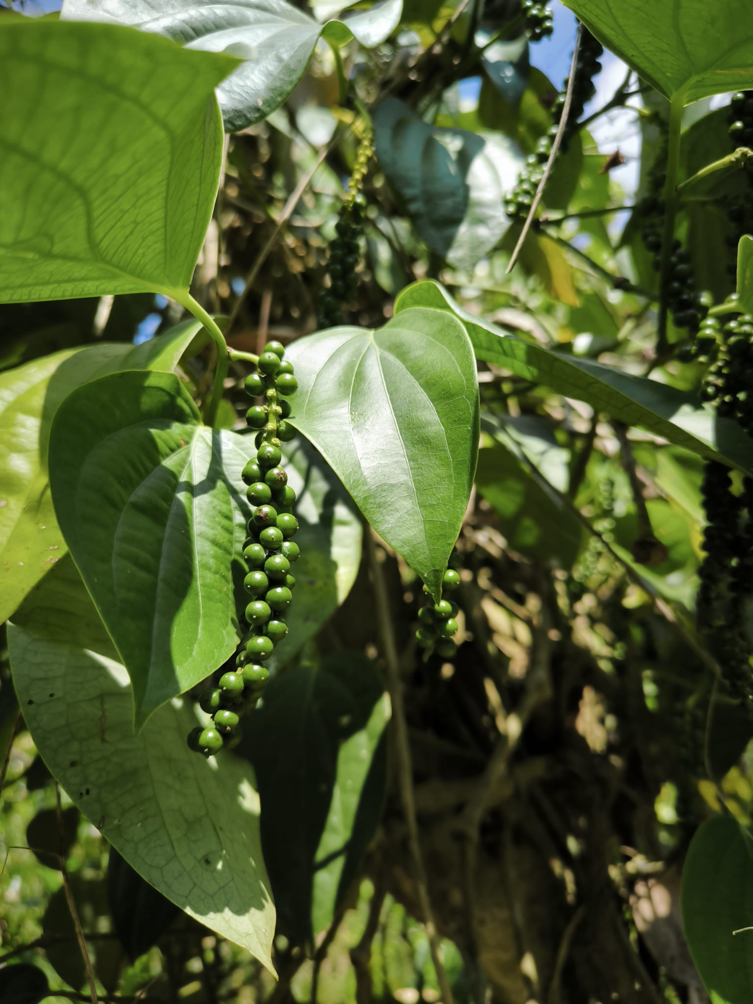 black pepper tree